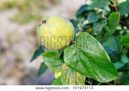 Ripening Sweet Quince Fruits Growing On A Quince Tree Branch
