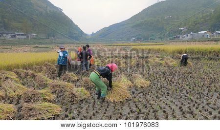 Asian People Working On Rice Field In Vietnam