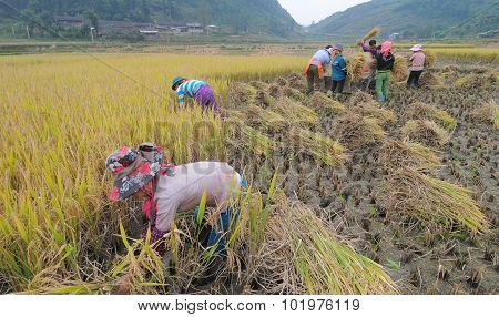 Asian People Working On Rice Field In Vietnam