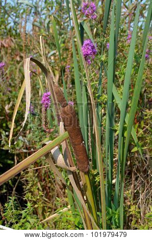 Swamp Cattails and Purple flowers