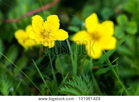 Potentilla anserina