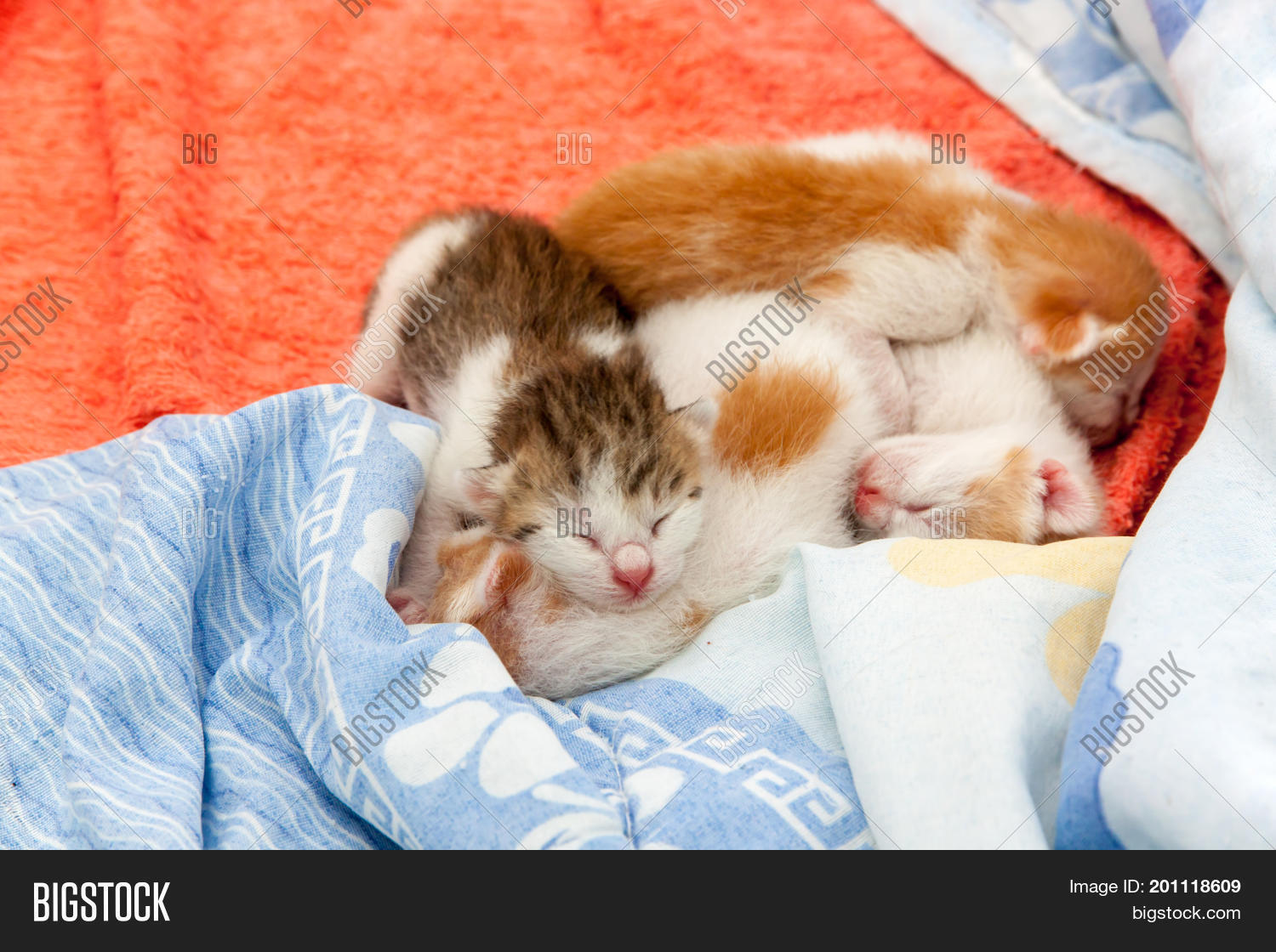 Small Kitten Which One Image \u0026 Photo (Free Trial)
