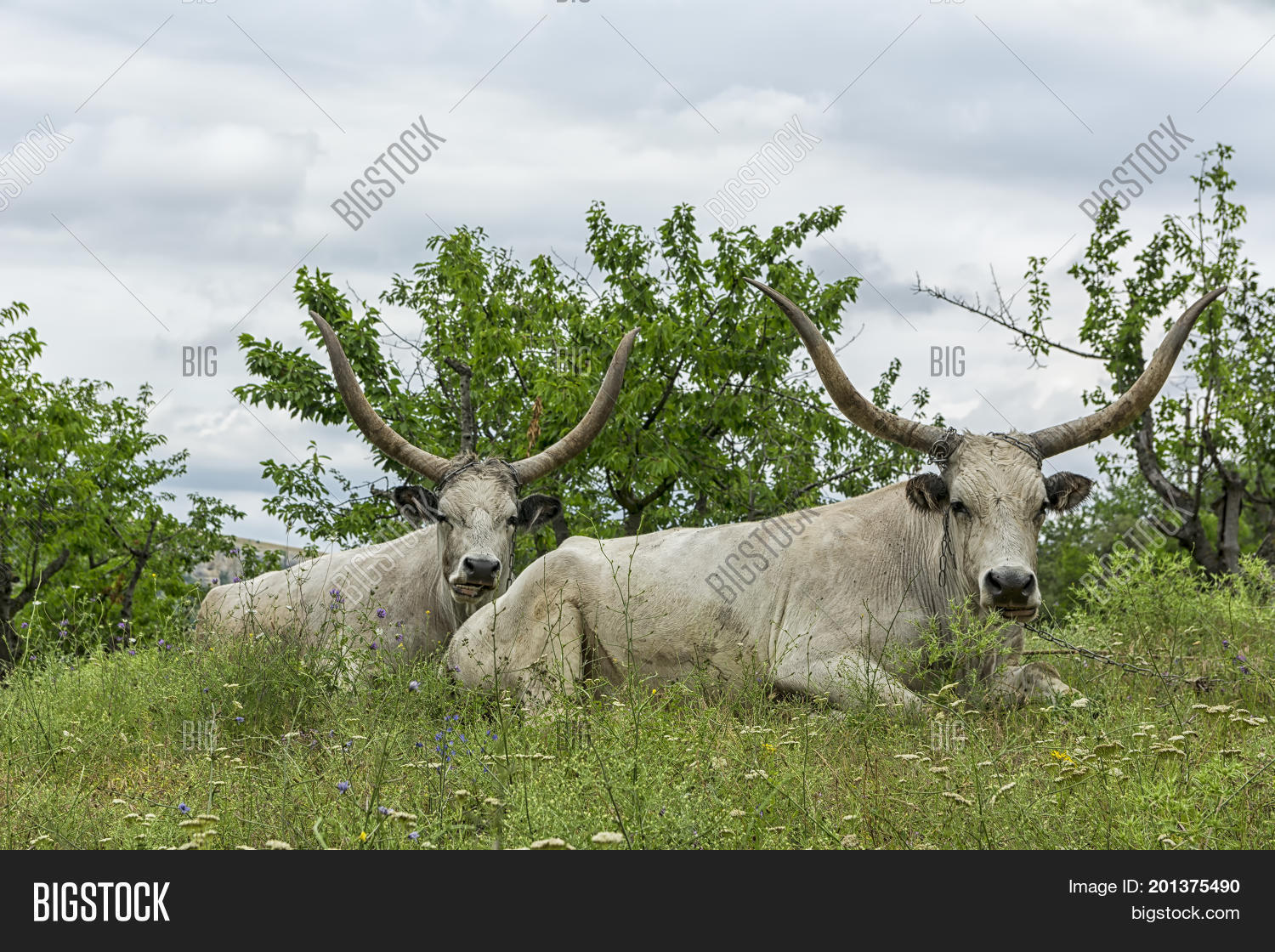 Two White Oxen Long Image & Photo (Free Trial) Bigstock