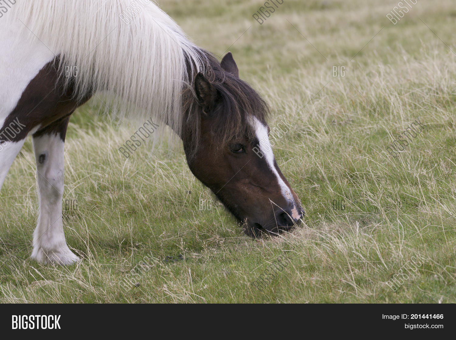 Dartmoor Pony Grazing Image & Photo (Free Trial) Bigstock