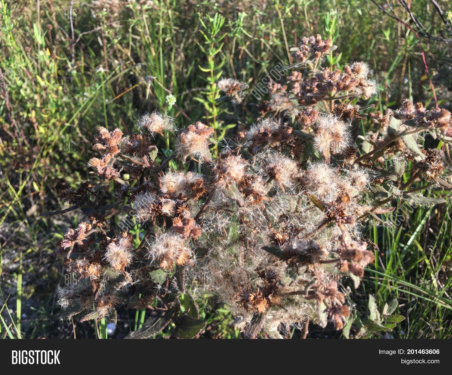 Brown Weed Spider s Image & Photo (Free Trial) Bigstock