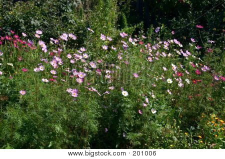 Flowers Of Garden