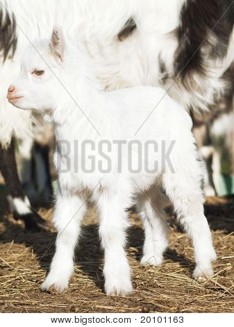 jonge zwarte witte goatling