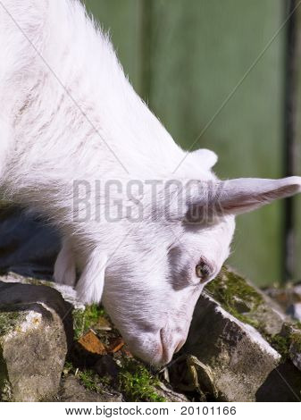 jonge witte goatling