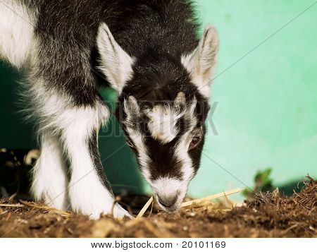 jonge zwarte witte goatling