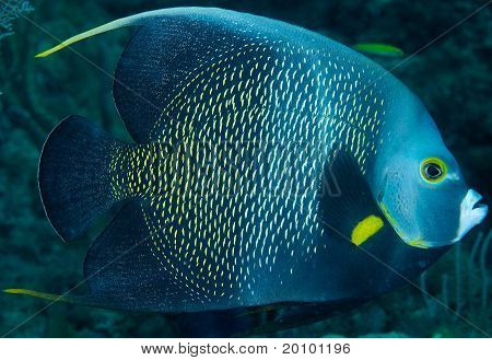 French Angelfish