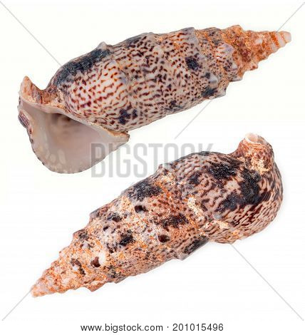 Pair Of Beautiful Seashell Of Sea Mollusc Isolated On A White Background, Top View, Close Up.