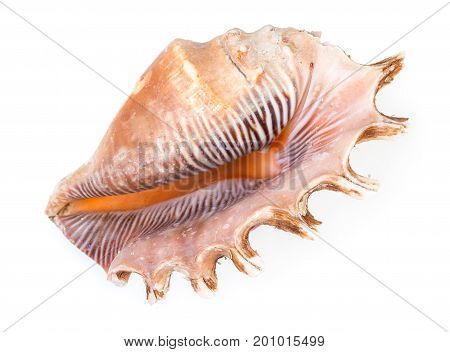Beautiful Seashell Of Sea Mollusc Isolated On A White Background, Top View, Close Up.