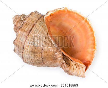 Beautiful seashell of sea mollusc isolated on a white background top view close up.