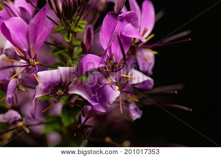 Flower of the spider plant Cleome spinosa.