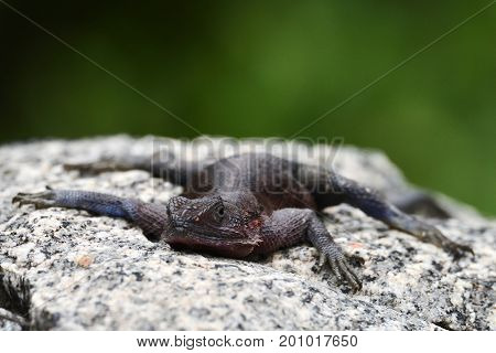 The Namib rock agama (Agama planiceps) in african natural park