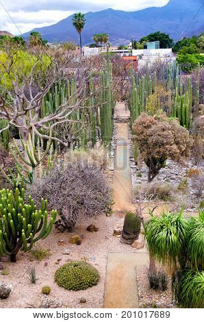 Ethnobotanical garden of the Santo Domingo Temple with a collection of plants native to Oaxaca Mexico