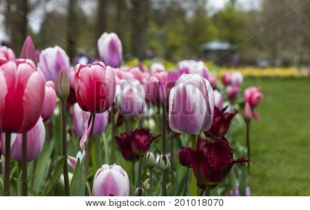Dutch flowers garden with various types of Triumph Tulips and Red Wing Fringed Tulips.