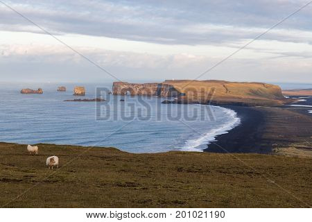 Icelandic Sheep Pasture Above Black Kirkjufjara Beach In Southern Iceland. Idyllic Pastoral Country