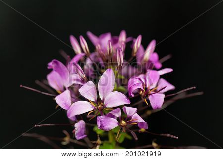 Flower of the spider plant Cleome spinosa.