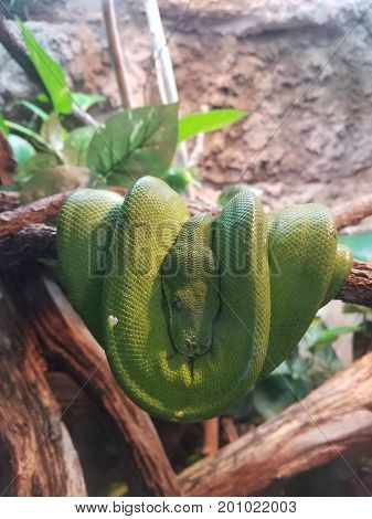 image took of the snake sleeping and coiled