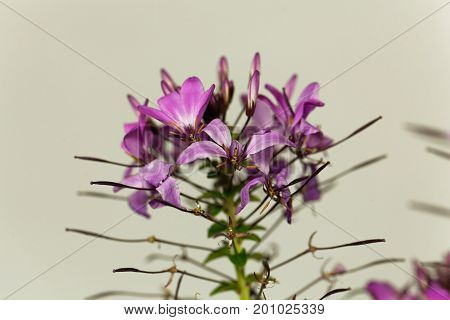 Flower of the spider plant Cleome spinosa.