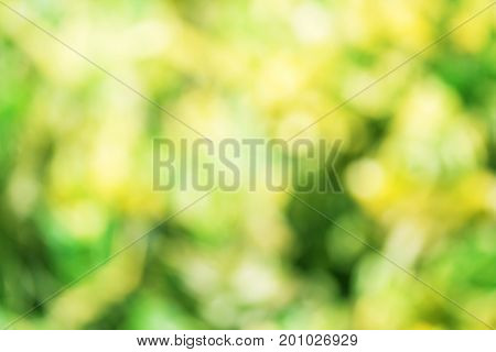 Beauty Nature Bokeh. Abstract background beautiful greenyellow or colorful bokeh blur background and texture with morning sunlight. copy space for any design. Spring summer natural blurred background