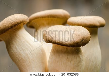 Fresh mushroom (Eringi or King Oyster mushroom), popular Asian mushroom for cooking