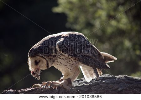 the barn owl is eating a chicken