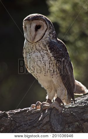 this is a close up of a barn owl