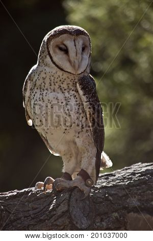 this is a close up of a barn owl