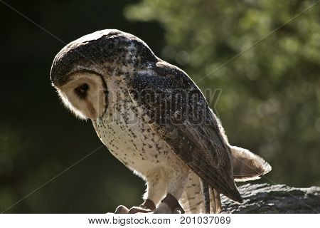 this is a side view of a barn owl