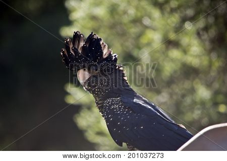 this is a side view of a female red tailed black cockatoo