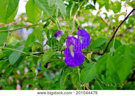 Butterfly pea is a flower that has medicinal properties. Bring to boil for drinking eyes brain health reduce the risk of cancer.