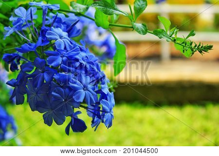 Fresh blue flowers bloom on the plant's fate is pine green grass.