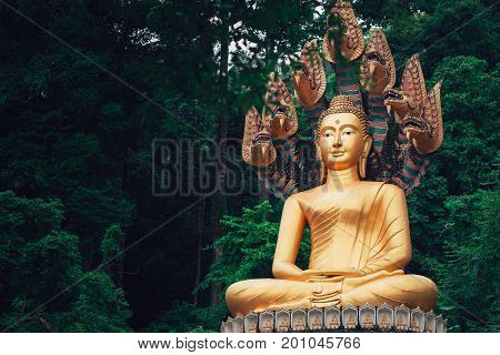 Asian Thai Golden Buddha sitting with Naka snake in the forest