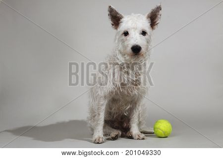 Studio shot of West Highland White Terrier posing and sitting on white background.