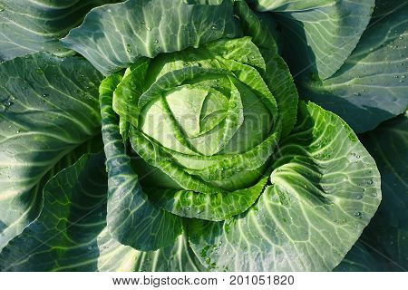 Background With A Big Fresh Cabbage Cabbage Closeup. Cabbage Cabbage On The Bed.