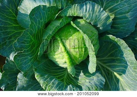 Cabbage Closeup. Landscape View Of Freshly Growing Cabbage Field, Chinese Cabbage Of Plant, Freshly