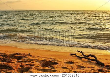 Golden light shines on wood chips near the waves.