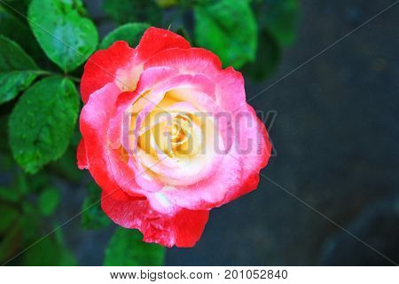 Elegant and beautiful pink roses, From the rose garden