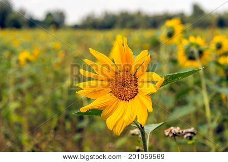 Closeup of a sunflower yellow blooming in a field edge in a Dutch nature area on a sunny day in the summer season.