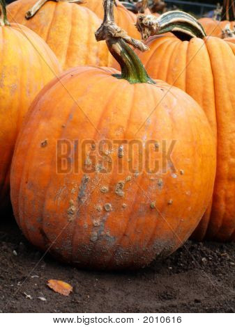 Pumpkin2