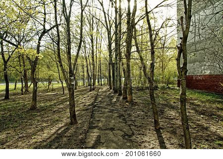 shadows from trees in the spring at the sidewalk, district Teply Stan