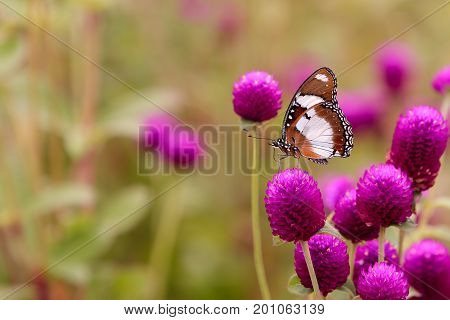Amaranth (Comphrena globosa) and butterfly in the garden with nature blurred background. Selective focus.