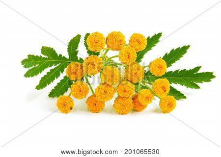 tansy with leaf isolated on a white background. Medical herb.