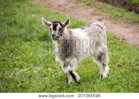 One little kid goat is grazing on the grass.