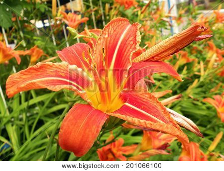 beautiful flower daylilies red in the park
