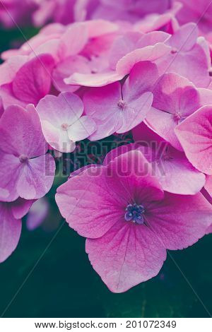 Lilac hydrangea flowers arranged together. Close up.