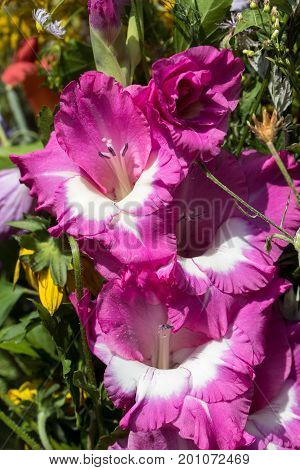 handmade beautiful bouquets from flowers and herbs