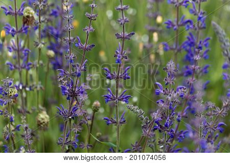 Meadow sage flowers (Salvia pratensis) in a meadow.